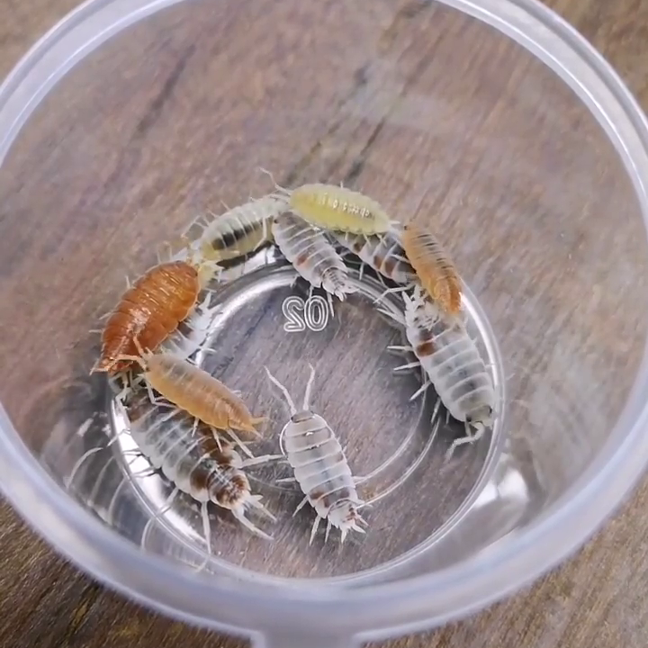 FAQ #1: Can I keep different isopods together? – Weird Pets PH