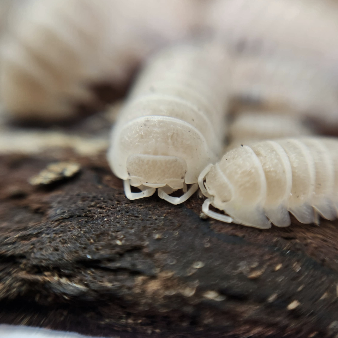 Armadillidium granulatum 'White Pearl' – Weird Pets PH