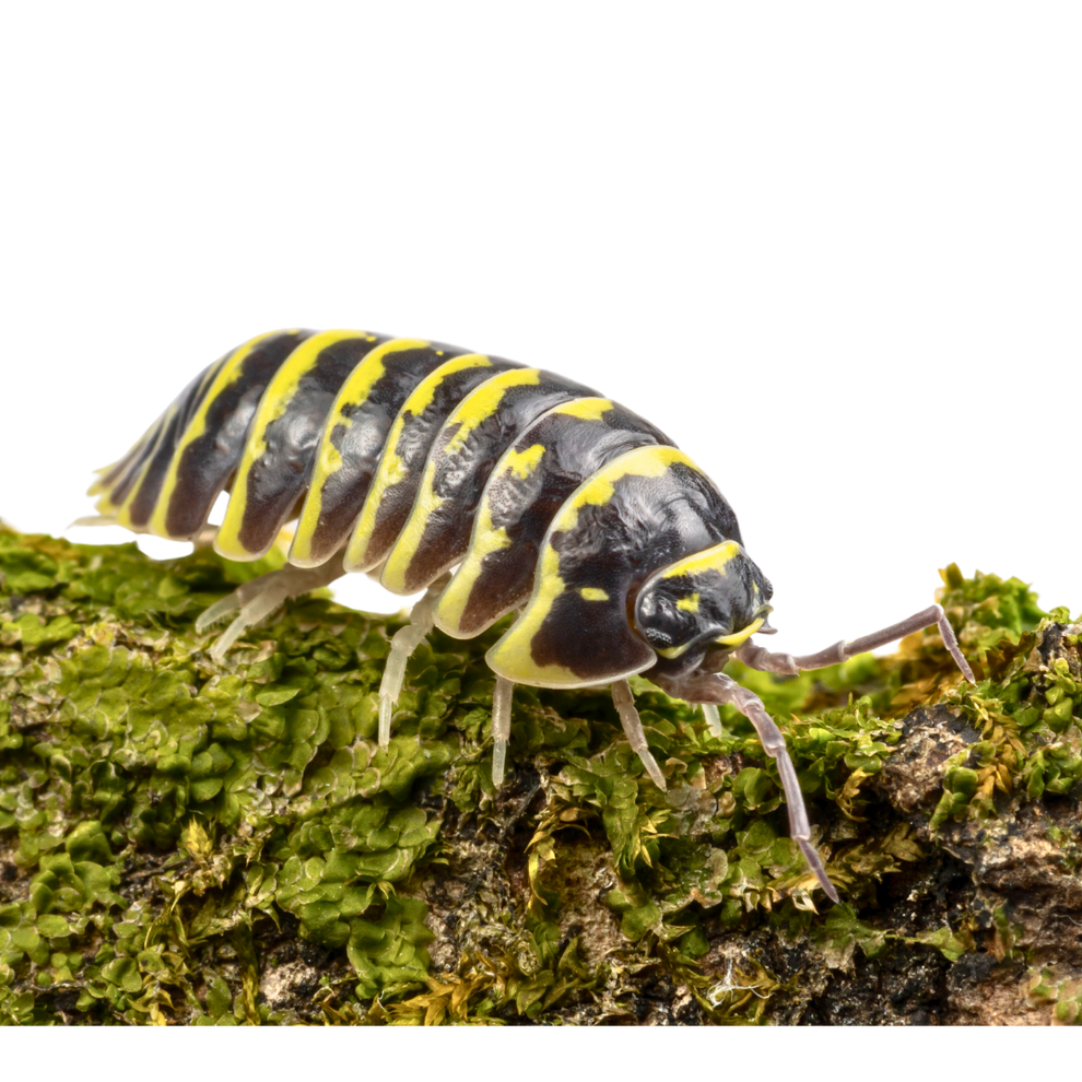 Armadillidium maculatum 'Yellow Zebra' – Weird Pets PH