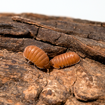 Cubaris murina 'Mandarin' - Weird Pets PH