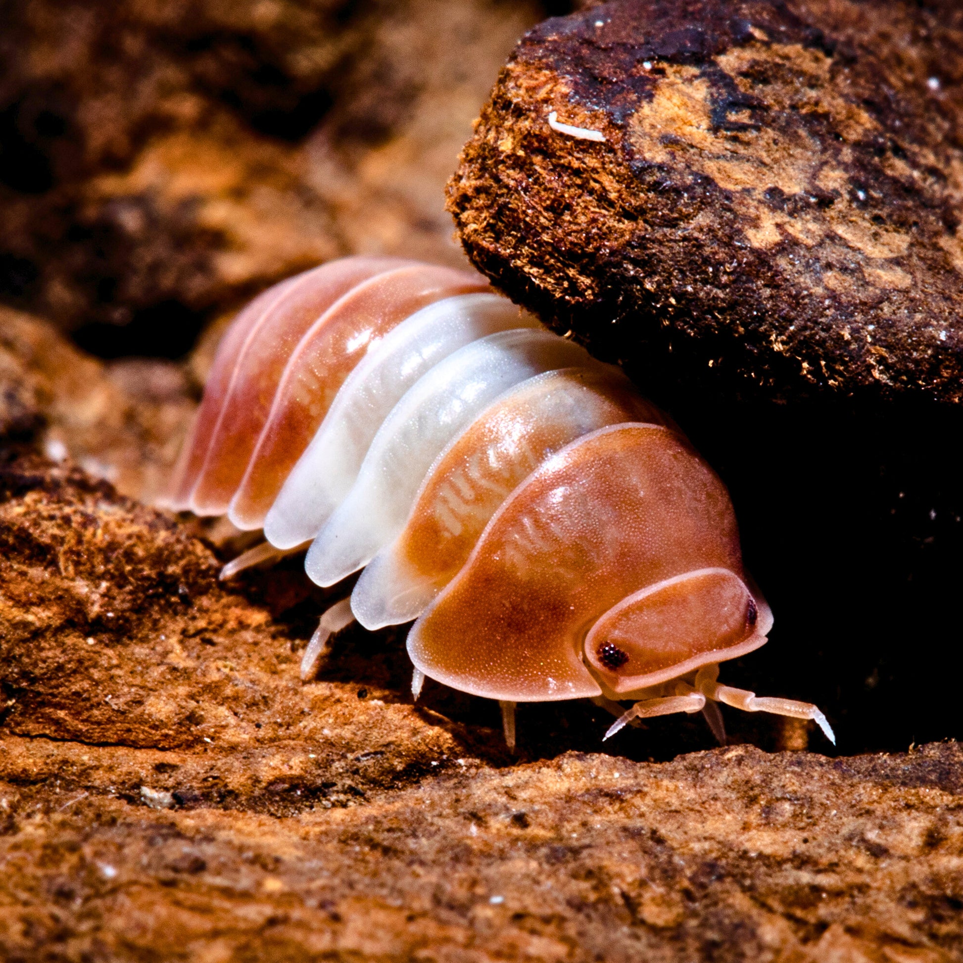 Cubaris sp. 'Red Panda' - Weird Pets PH