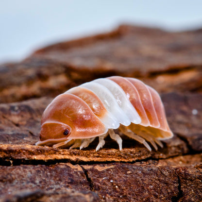 Cubaris sp. 'Red Panda' - Weird Pets PH