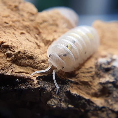 Armadillidium granulatum 'Magic Potion' - Weird Pets PH