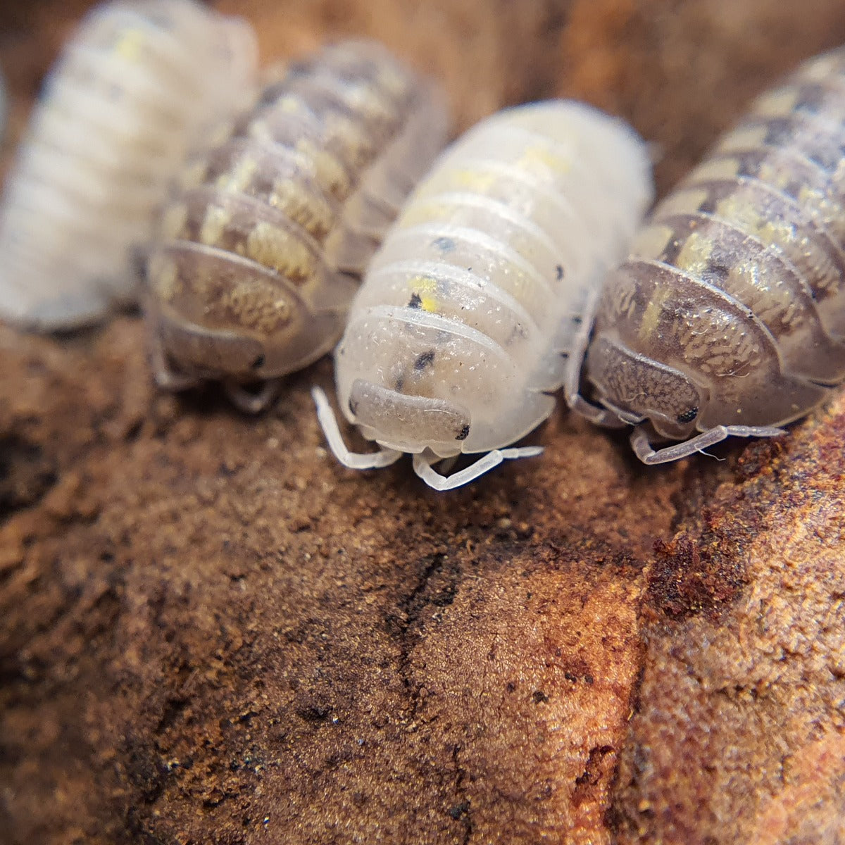 Armadillidium granulatum 'Magic Potion' - Weird Pets PH