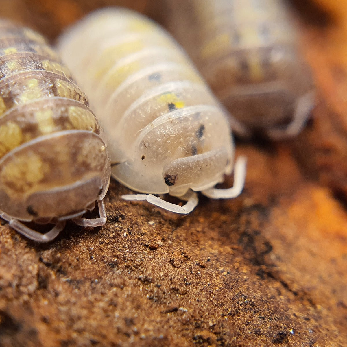 Armadillidium granulatum 'Magic Potion' - Weird Pets PH