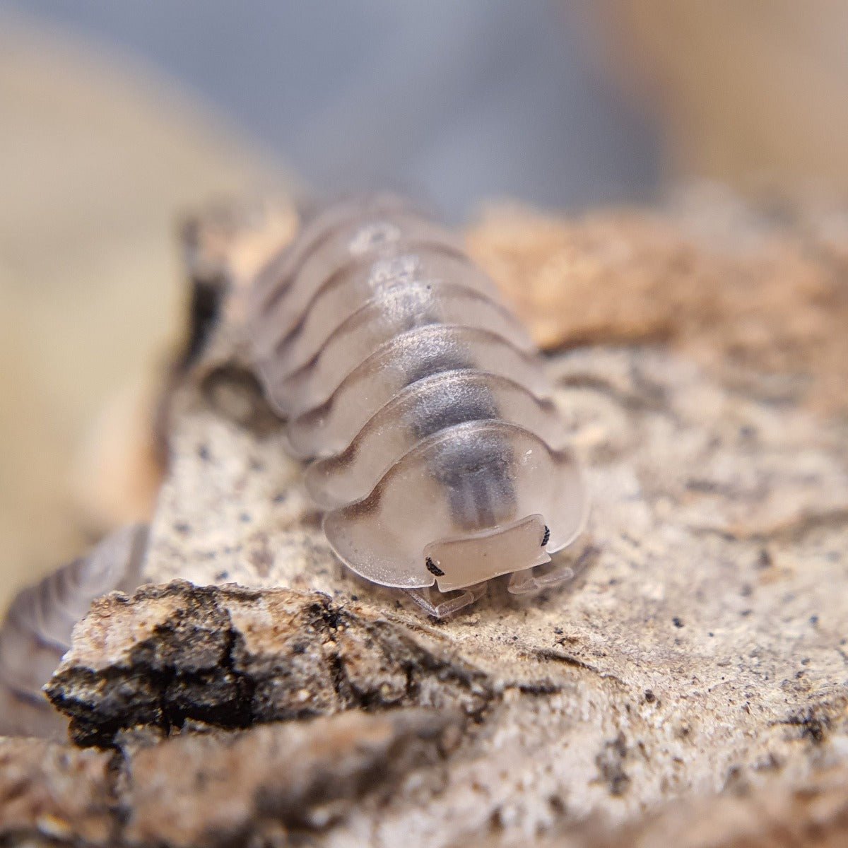 Cubaris sp. 'Caramel' – Weird Pets PH