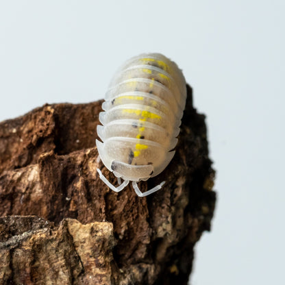 Armadillidium granulatum 'Magic Potion' - Weird Pets PH