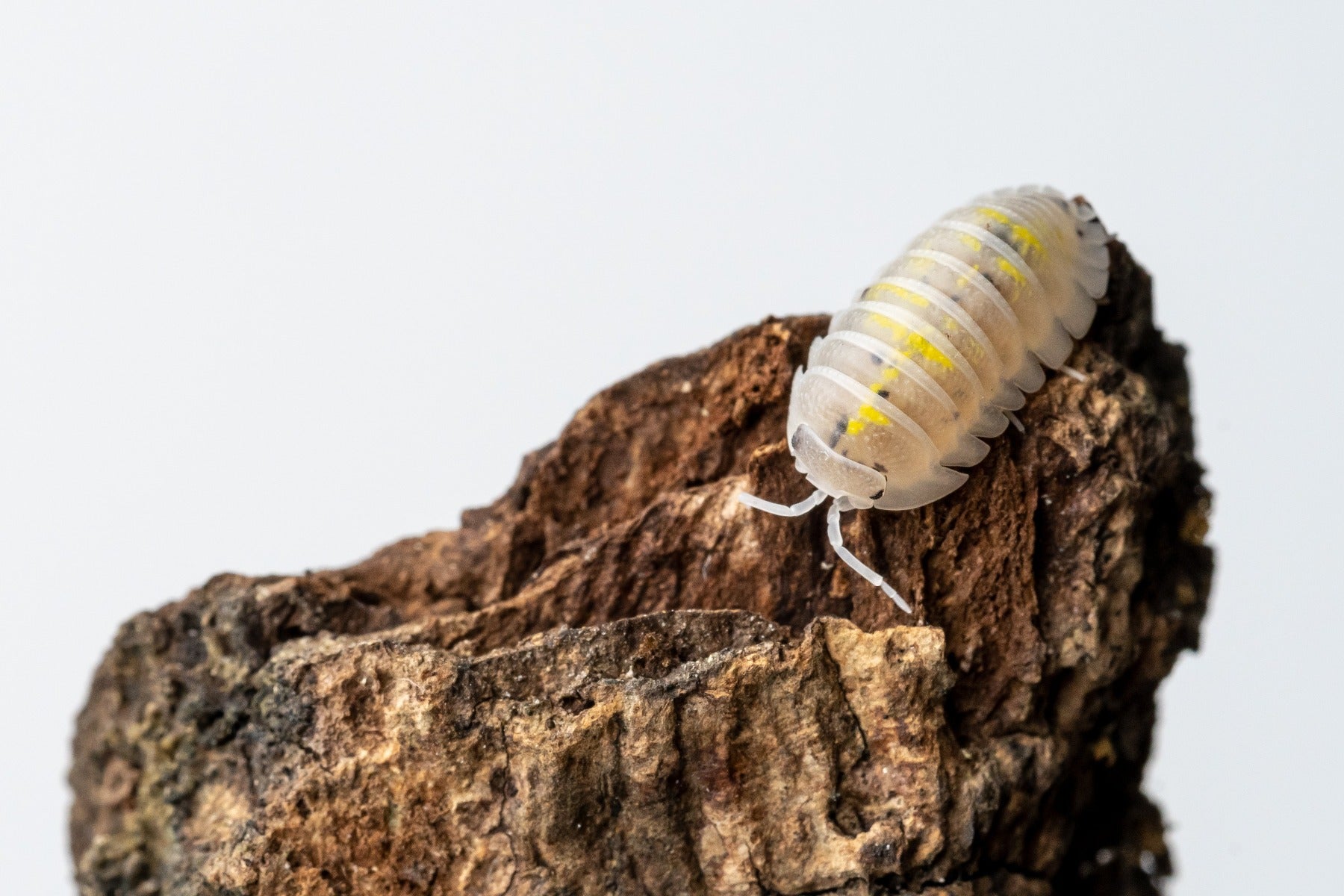 Armadillidium granulatum 'Magic Potion' - Weird Pets PH