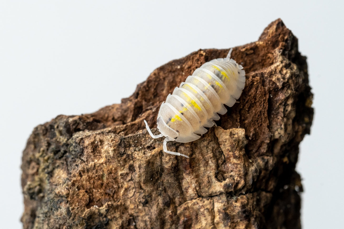 Armadillidium granulatum 'Magic Potion' - Weird Pets PH